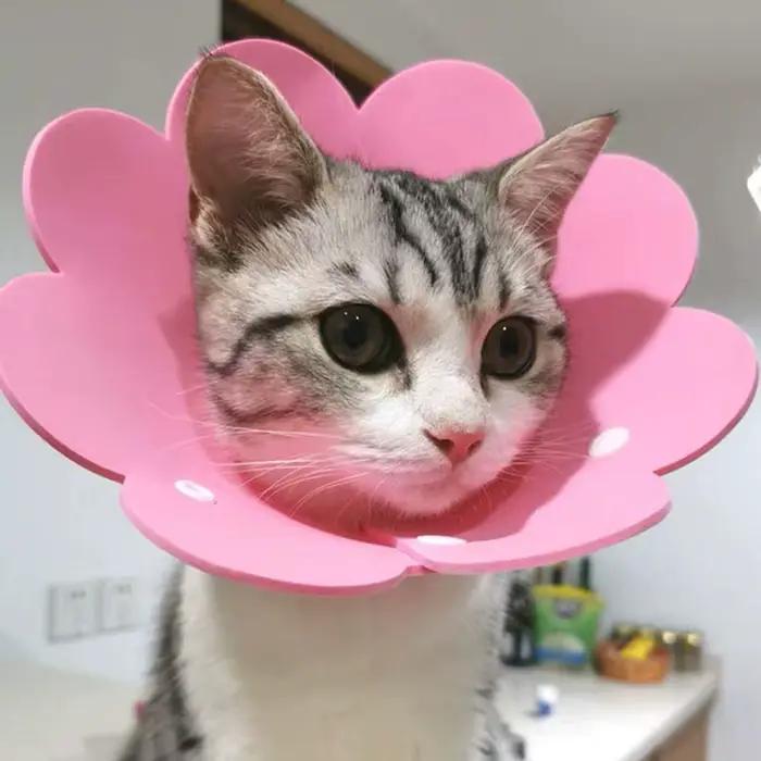 Collier de protection anti-léchage en EVA pour chats et chiens, collier éлизаветинский pour la guérison des plaies, protection du cou, rétablissement